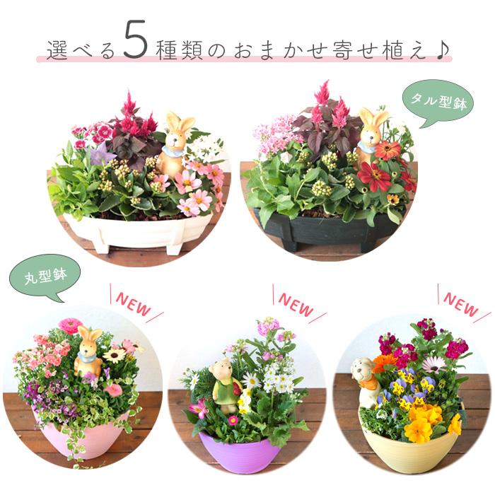 FlowerKitchen 季節のお花の寄せ植え 花苗6種 タル型鉢 FlowerKitchen 季節のお花の寄せ植え 花苗6種 タル型鉢