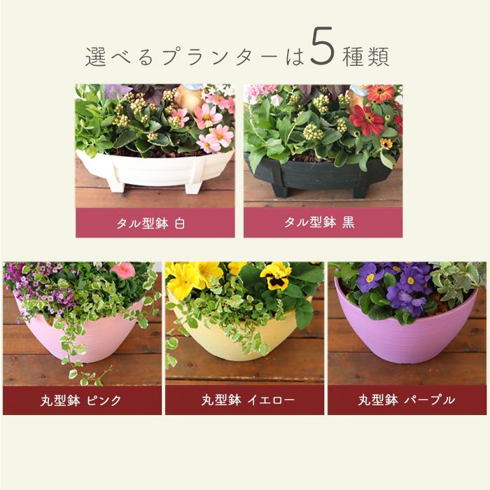 FlowerKitchen 季節のお花の寄せ植え 花苗6種 タル型鉢 FlowerKitchen 季節のお花の寄せ植え 花苗6種 タル型鉢