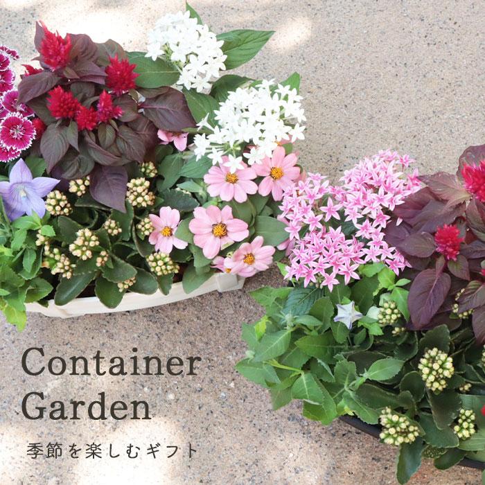 FlowerKitchen 季節のお花の寄せ植え 花苗6種 タル型鉢 FlowerKitchen 季節のお花の寄せ植え 花苗6種 タル型鉢