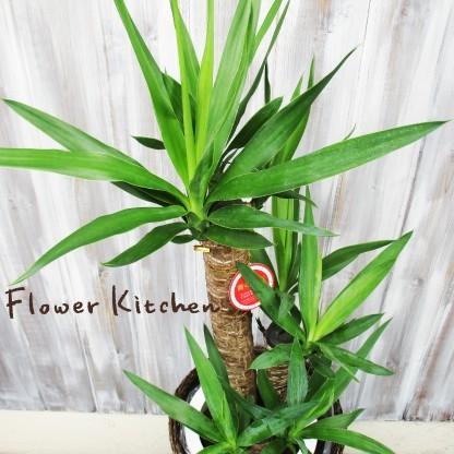 ユッカ 青年の樹 観葉植物 ユッカ の鉢植えm 7号鉢 即日発送 あすつくのグリーンギフト Yukka Flowerkitchen Jiyugaoka 通販 Yahoo ショッピング