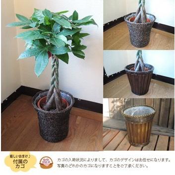 FlowerKitchen ユッカ 青年の樹 観葉植物 ユッカ の鉢植えM 7号鉢 即日