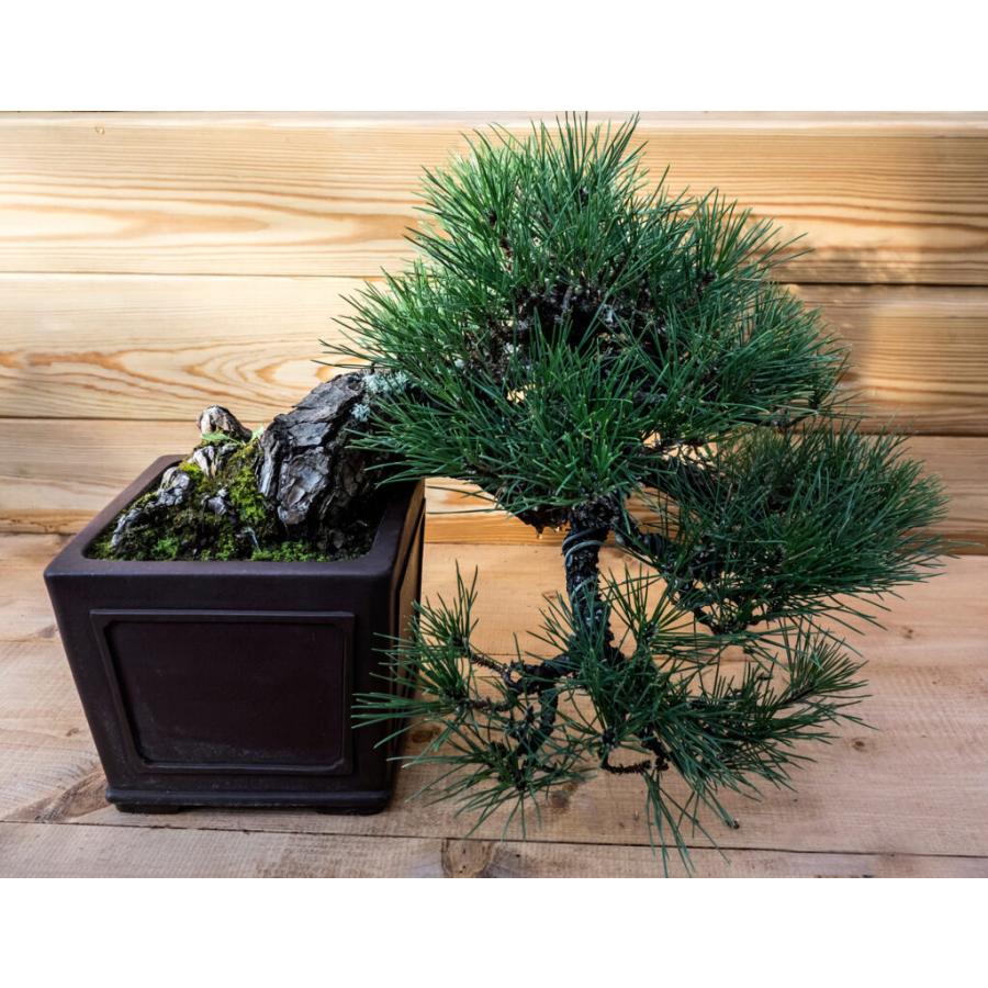 溶岩石 ろ過ソイル 2キロ 2 5mm ブラック 水槽 ソイル 底床 砂利 黒 底敷 底石 下敷き アクアリウム テラリウム メダカ 金魚 淡水 海水 おしゃれ 溶岩 Fujisuna2 5 Fkplanning 通販 Yahoo ショッピング