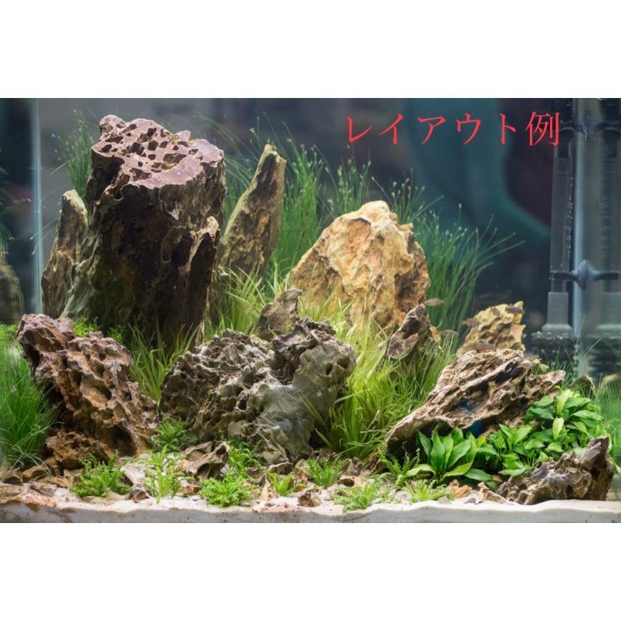 気孔石 黄虎石 蜂炎石 100 150ｍｍ 3個 水槽 アクアリウム 営業 レイアウト コケリウム テラリウム ボトルリウム メダカ 石 パルダリウム