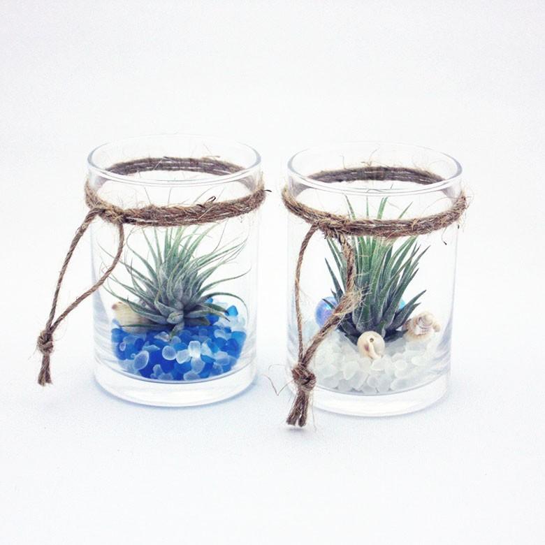 エアープランツ Sサイズ1個付 定番のお歳暮 冬ギフト