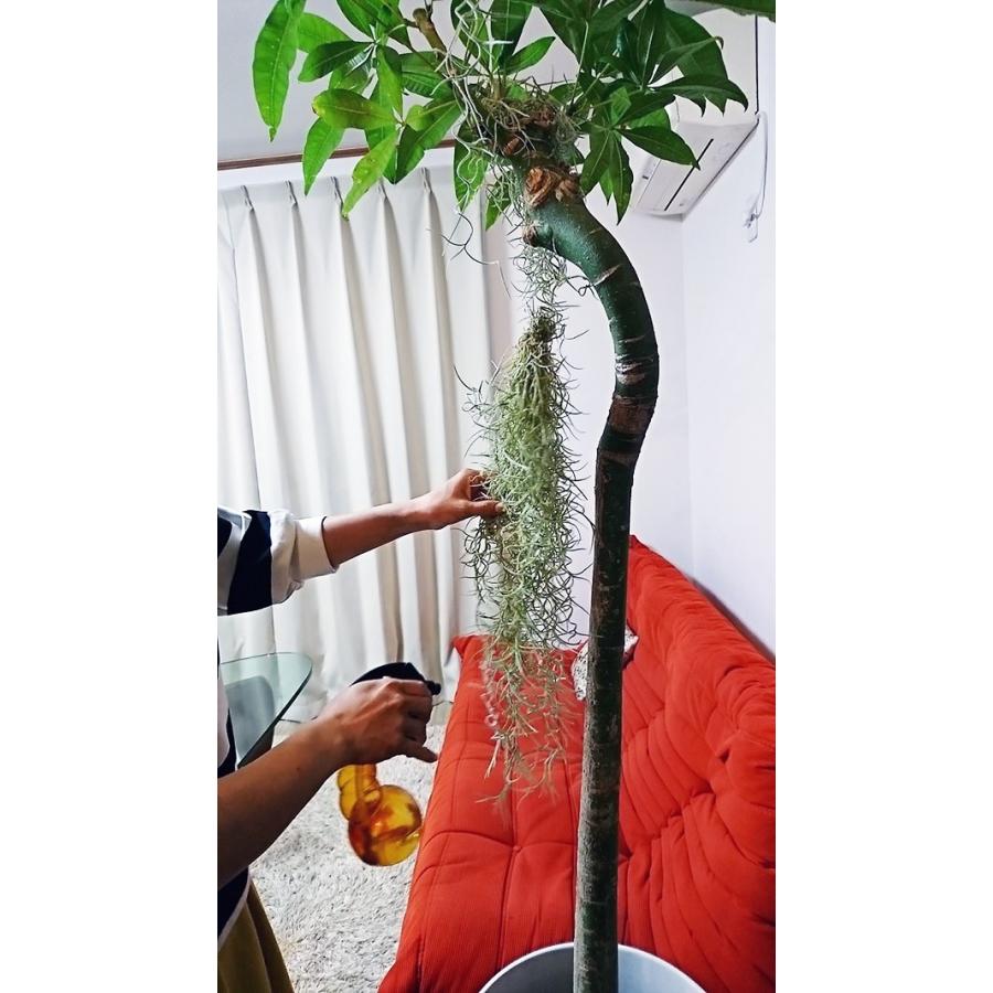 エアプランツ ウスネオイデス 55cm Mサイズ スプレイヤー セット スパニッシュモス 壁掛け 吊り下げ 観葉植物 エアープランツ Ap 0011 Yspark Prospraye Set エアプランツ観葉植物ふらここ 通販 Yahoo ショッピング