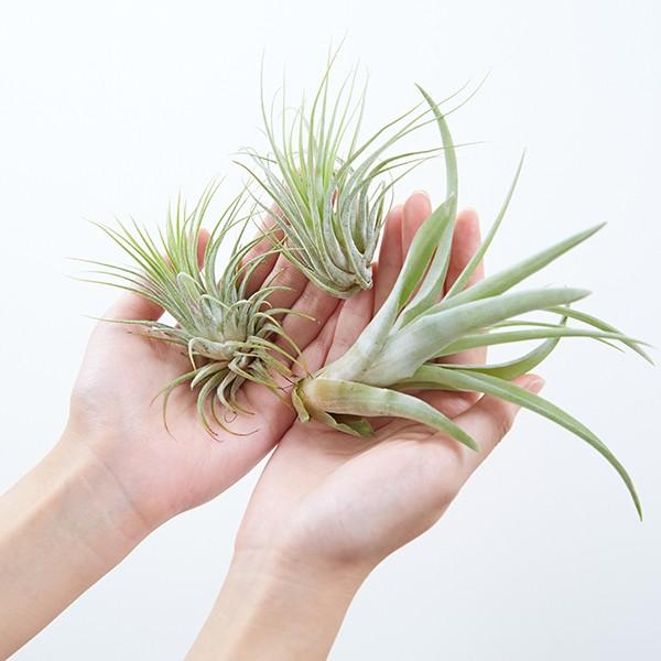 エアプランツ アソート3個 Lサイズ 観葉植物 チランジア エアープランツ Ga Lsize 3piece エアプランツ観葉植物ふらここ 通販 Yahoo ショッピング