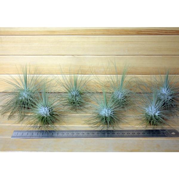 エアプランツ フックシー グラシリス 特大サイズ エアプランツ エアープランツ Gr 0004l エアプランツ観葉植物ふらここ 通販 Yahoo ショッピング