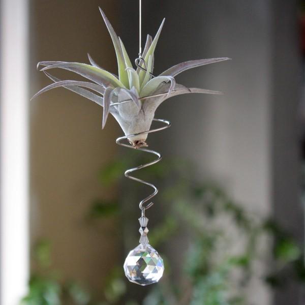 爆買い新作 エアプランツ Amp サンキャッチャー ボール ハンギング セット 吊り下げ 本物 観葉植物 エアープランツ おしゃれ ミニ 植物 生花 インテリア 雑貨