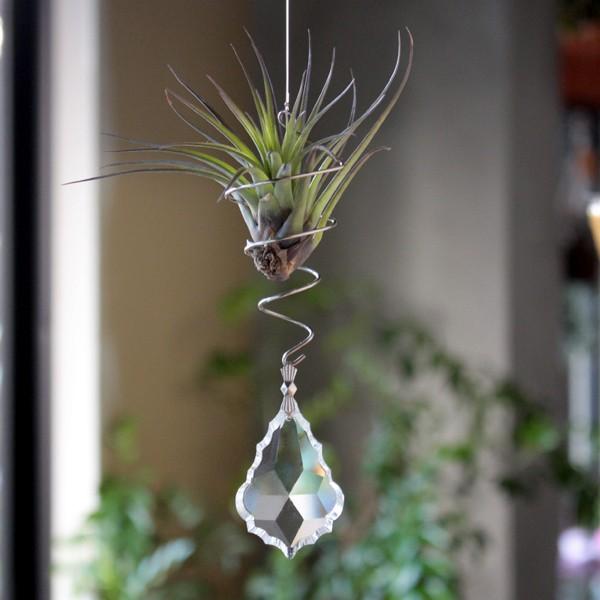 超特価sale開催】 エアプランツ サンキャッチャー リーフ ハンギング