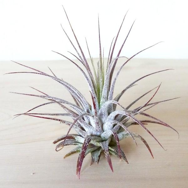 Sale Off エアプランツ イオナンタ Mサイズ 観葉植物 チランジア エアープランツ