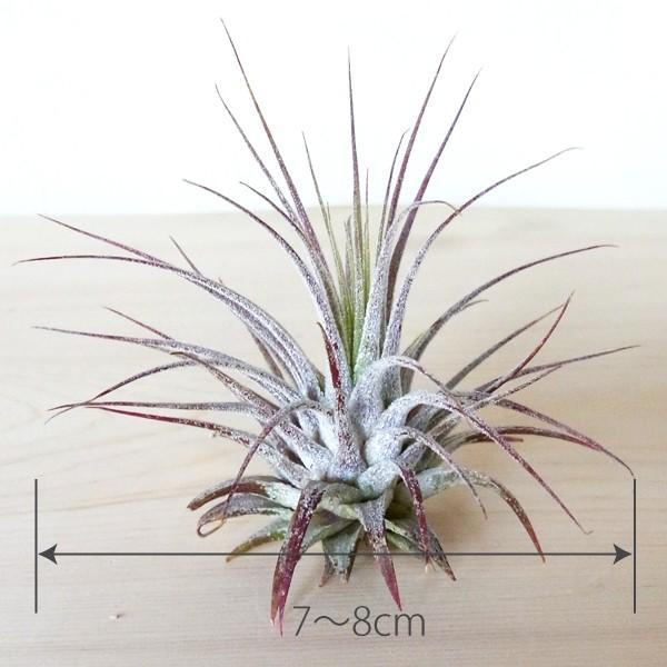 エアプランツ イオナンタ イオナンタ Mサイズ 観葉植物 チランジア エアープランツ Gr0002m エアプランツ観葉植物ふらここ 通販 Yahoo ショッピング