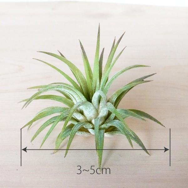 エアプランツ イオナンタ イオナンタ Sサイズ 観葉植物 チランジア エアープランツ Gr0002s エアプランツ観葉植物ふらここ 通販 Yahoo ショッピング