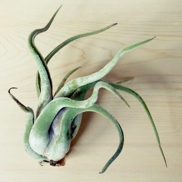 エアプランツ カプトメドゥーサエ Mサイズ 観葉植物 チランジア エアープランツ Alaw No