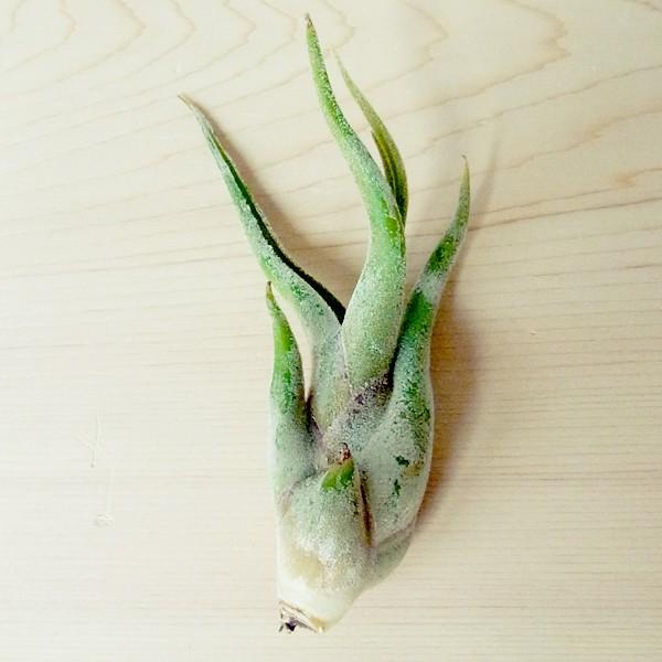 まとめ買い特価 エアプランツ カプトメドゥーサエ Sサイズ 観葉植物