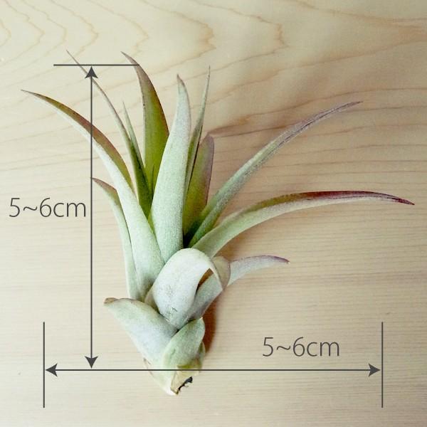 在庫あり エアプランツ ブラキカウロス Sサイズ 観葉植物 チランジア エアープランツ
