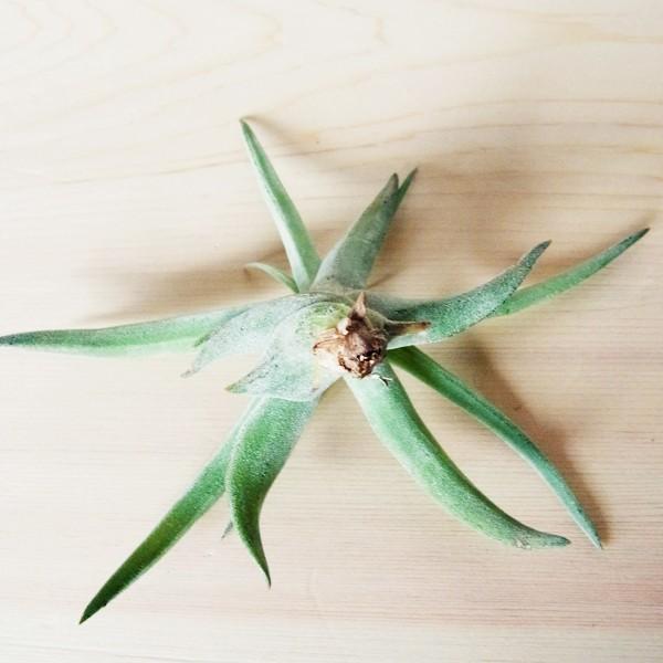 エアプランツ ベルティナ Sサイズ 観葉植物 チランジア エアープランツ Gr0006s エアプランツ観葉植物ふらここ 通販 Yahoo ショッピング