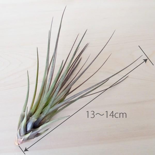 エアプランツ メラノクラテルトリコロール Mサイズ 観葉植物 チランジア エアープランツ Gr0007m エアプランツ観葉植物ふらここ 通販 Yahoo ショッピング