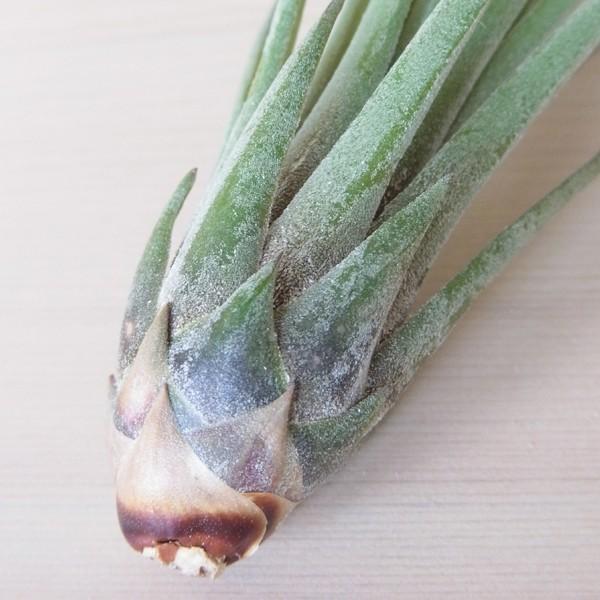 エアプランツ トリコロール メラノクラテル Sサイズ 観葉植物 チランジア エアープランツ Gr0007s エアプランツ観葉植物ふらここ 通販 Yahoo ショッピング