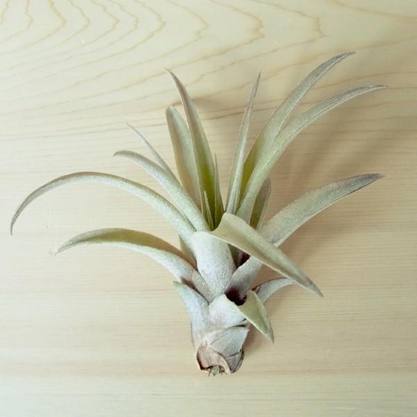 エアプランツ 大放出セール カピタータ Sサイズ エアープランツ 観葉植物 チランジア