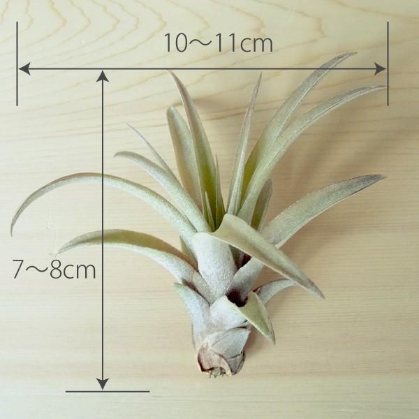 エアプランツ カピタータ Sサイズ 観葉植物 チランジア エアープランツ Gr0008s エアプランツ観葉植物ふらここ 通販 Yahoo ショッピング