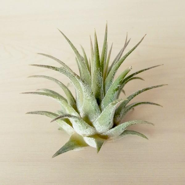 エアプランツ イオナンタ ルブラ Sサイズ 観葉植物 チランジア エアープランツ Alaw No