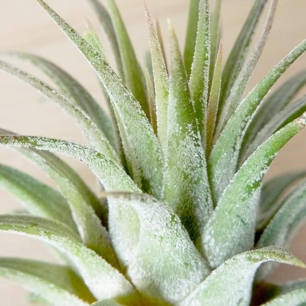 贈答 エアプランツ イオナンタ ルブラ Sサイズ 観葉植物 チランジア エアープランツ Wantannas Go Id