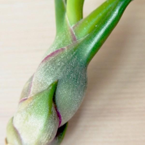 欠品 4月中旬再入荷 エアプランツ ブルボーサ Sサイズ 観葉植物 チランジア エアープランツ Gr0014s エアプランツ観葉植物ふらここ 通販 Yahoo ショッピング