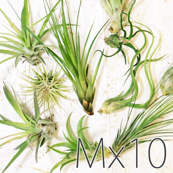 全商品オープニング価格 エアプランツ アソート10個セット Mサイズ 観葉植物 チランジア エアープランツ Wantannas Go Id