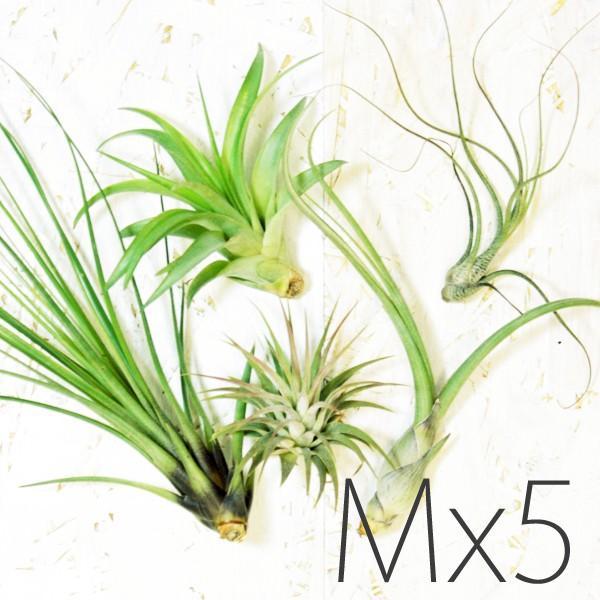 最大96 Offクーポン エアプランツ M サイズ 5個 セット チランジア エアープランツ 本物 観葉植物 室内 おしゃれ ミニ 植物 インテリア グリーン