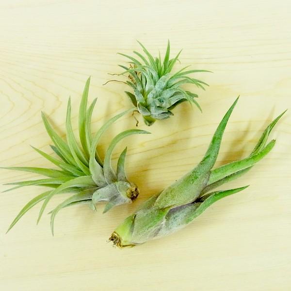 エアプランツ Sサイズおまかせ3個 セット インテリア 花 観葉植物 室内 本物 生花 チランジア