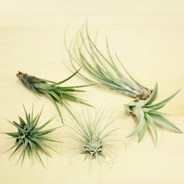 誠実 エアプランツ Sサイズ5個 セット スツール プレゼント チランジア エアープランツ 本物 観葉植物 室内 おしゃれ ミニ 植物 インテリア ギフト