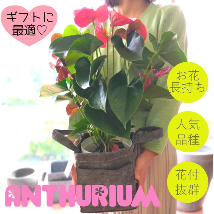 まだ間に合う 母の日 ギフト アンスリウム 6号 鉢カバー セット 室内 おしゃれ 花付 観葉植物 鉢植え インテリア 22 花以外 の 祝い に プレゼント Kanyou Anth Pot エアプランツ観葉植物ふらここ 通販 Yahoo ショッピング