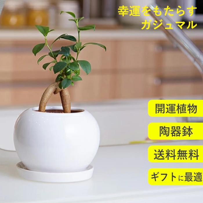 送料無料 まん丸 ガジュマル ラウンド 陶器鉢 観葉植物 インテリア