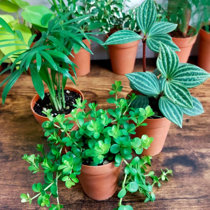 ミニ 観葉植物 2号 サイズ おまかせ5個 セット 小さい かわいい 卓上 インテリア 本物 植物 おすすめ 育てやすい 祝い Kanyou2go 5set ふらここ植物エアプランツ鉢食器店 通販 Yahoo ショッピング