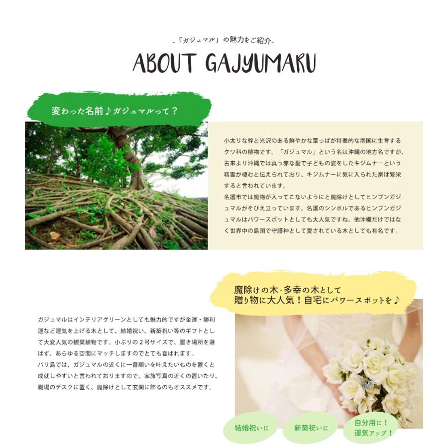 ミニ 観葉植物 ガジュマル 2号 おしゃれ かわいい 卓上 本物 植物 おすすめ 育てやすい ギフト 祝い 誕生日 プレゼント :kanyou2go-long-3:ふらここ植物エアプランツ鉢食器店 - 通販 - Yahoo!ショッピング ミニ 観葉植物 ガジュマル 2号 おしゃれ かわいい 卓上 本物 植物 おすすめ 育てやすい ギフト 祝い 誕生日 プレゼント :kanyou2go-long-3:ふらここ植物エアプランツ鉢食器店 - 通販 - Yahoo!ショッピング