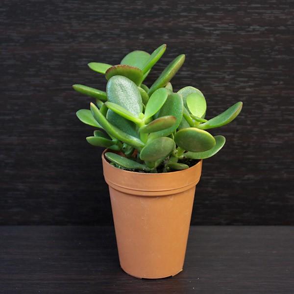 132円 限定モデル ミニ 観葉植物 クラッスラ 花月 金のなる木 2号 多肉植物 カゲツ 小さい かわいい 卓上 インテリア 生花 本物 おすすめ 初心者 育てやすい