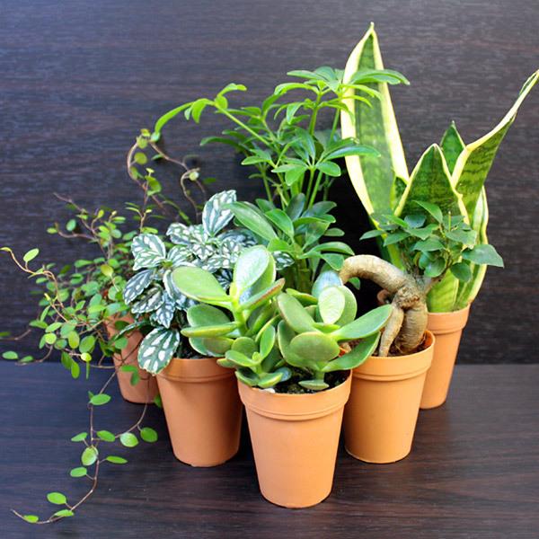 ミニ 観葉植物 クラッスラ ( 花月 ) 金のなる木 2号 多肉植物 カゲツ 小さい かわいい 卓上 インテリア 生花 本物 おすすめ 初心者 育てやすい|flacoco|02