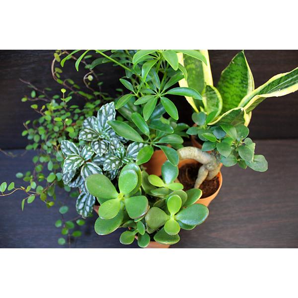 ミニ 観葉植物 クラッスラ ( 花月 ) 金のなる木 2号 多肉植物 カゲツ 小さい かわいい 卓上 インテリア 生花 本物 おすすめ 初心者 育てやすい|flacoco|03