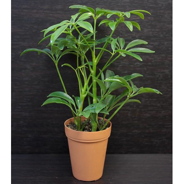 132円 【SALE/57%OFF】 ミニ 観葉植物 シェフレラ 2号 カポック おしゃれ 小さい かわいい 本物 植物 おすすめ 初心者 育てやすい ギフト 開店 新築祝 誕生日 母の日 父の日 プレゼント 132円 【SALE/57%OFF】 ミニ 観葉植物 シェフレラ 2号 カポック おしゃれ 小さい かわいい 本物 植物 おすすめ 初心者 育てやすい ギフト 開店 新築祝 誕生日 母の日 父の日 プレゼント