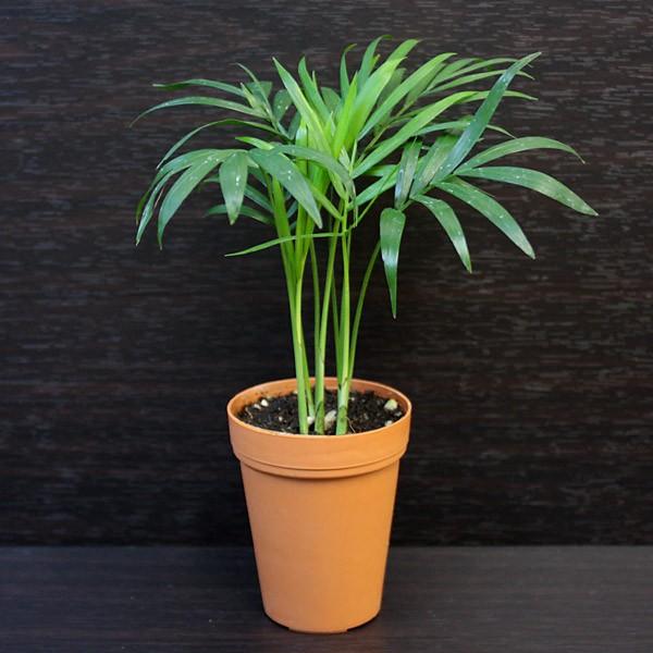 ご予約品 ミニ 観葉植物 テーブルヤシ 2号 おしゃれ 小さい かわいい 卓上 本物 植物 おすすめ ギフト 開店 新築祝 誕生日 母の日 父の日 プレゼント