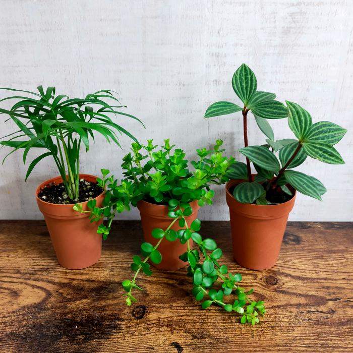 ミニ 観葉植物 テーブルヤシ 2号 おしゃれ 小さい かわいい 卓上 本物 植物 おすすめ ギフト 開店 新築祝 Kanyou2go Long 9 ふらここ植物エアプランツ鉢食器店 通販 Yahoo ショッピング