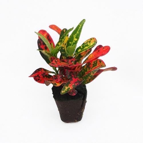 ミドリエ 苗 クロトン ブッシュ ファイヤー 卓上 ミニ 観葉植物 室内 壁掛け 吊り下げ ハンギング おしゃれ プレゼント 寄せ植え ギフト ラッピング 魅力的な