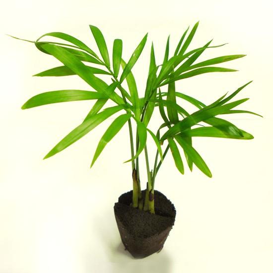 ミドリエ 苗 テーブルヤシ 卓上 ミニ 観葉植物 室内 壁掛け 吊り下げ ハンギング おしゃれ プレゼント 寄せ植え ギフト ラッピング Mdr Nae12 エアプランツ観葉植物ふらここ 通販 Yahoo ショッピング