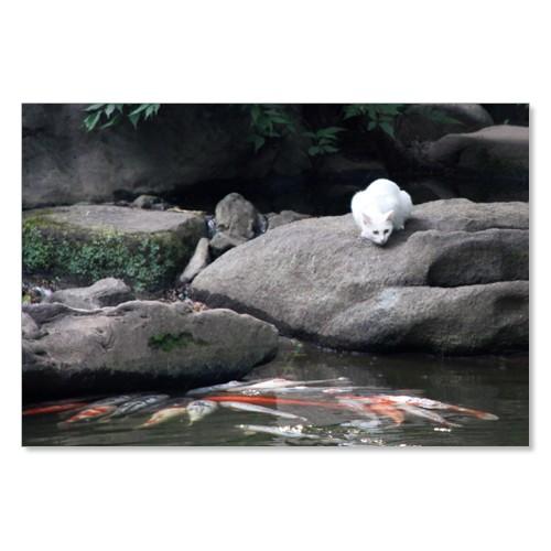 のら猫ポストカードシリーズ （a stray cat） No.003 〈目黒〉 ムーングラフィックス FLAGS | 