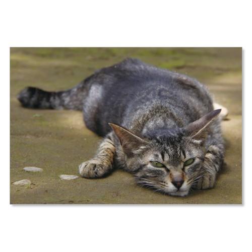 のら猫ポストカードシリーズ （a stray cat） No.013 〈千駄ヶ谷〉 ムーングラフィックス FLAGS | 