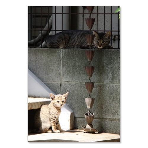 のら猫ポストカードシリーズ （a stray cat） No.014 〈千駄ヶ谷〉 ムーングラフィックス FLAGS | 