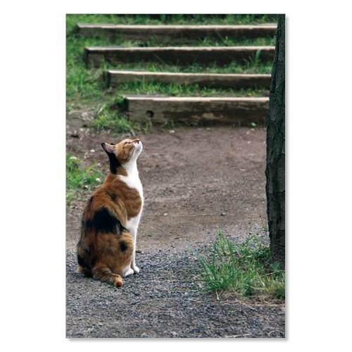 のら猫ポストカードシリーズ （a stray cat） No.015 〈浜離宮〉 ムーングラフィックス FLAGS | 