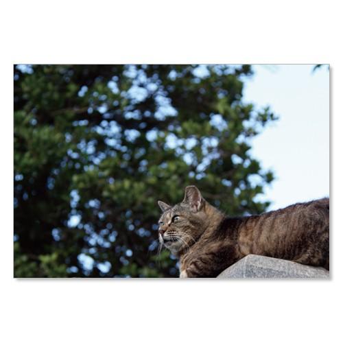 のら猫ポストカードシリーズ （a stray cat） No.017 〈南青山〉 ムーングラフィックス FLAGS | 