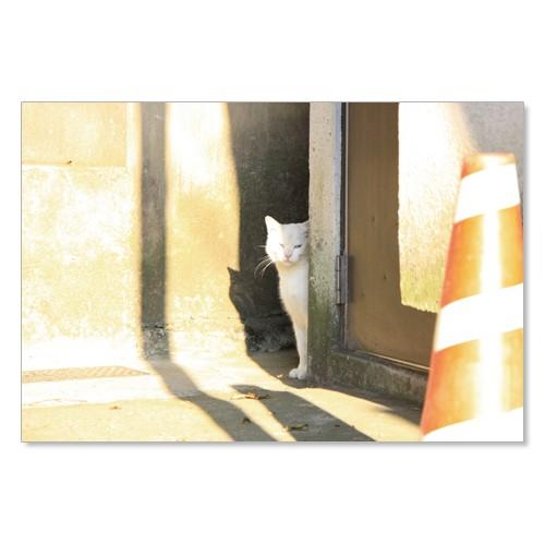 のら猫ポストカードシリーズ （a stray cat） No.028 〈谷中〉 ムーングラフィックス FLAGS | 