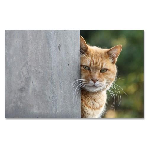 東京の猫ポストカードシリーズ Cat in Tokyo 001〈谷中〉 ムーングラフィックス FLAGS | 